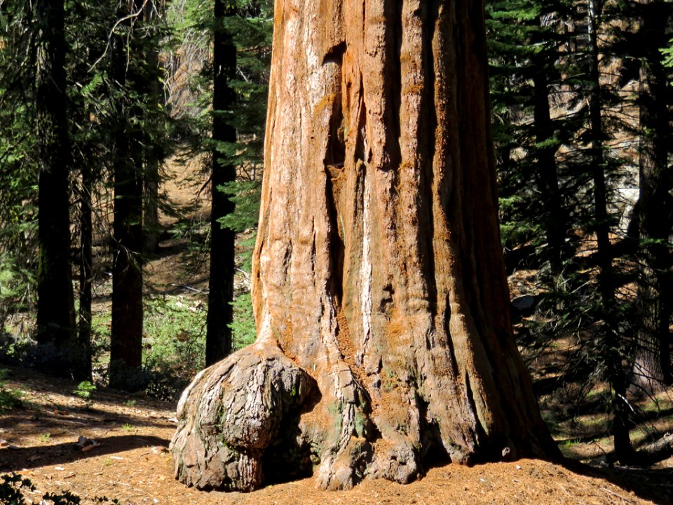 Sequoia National Park in CA