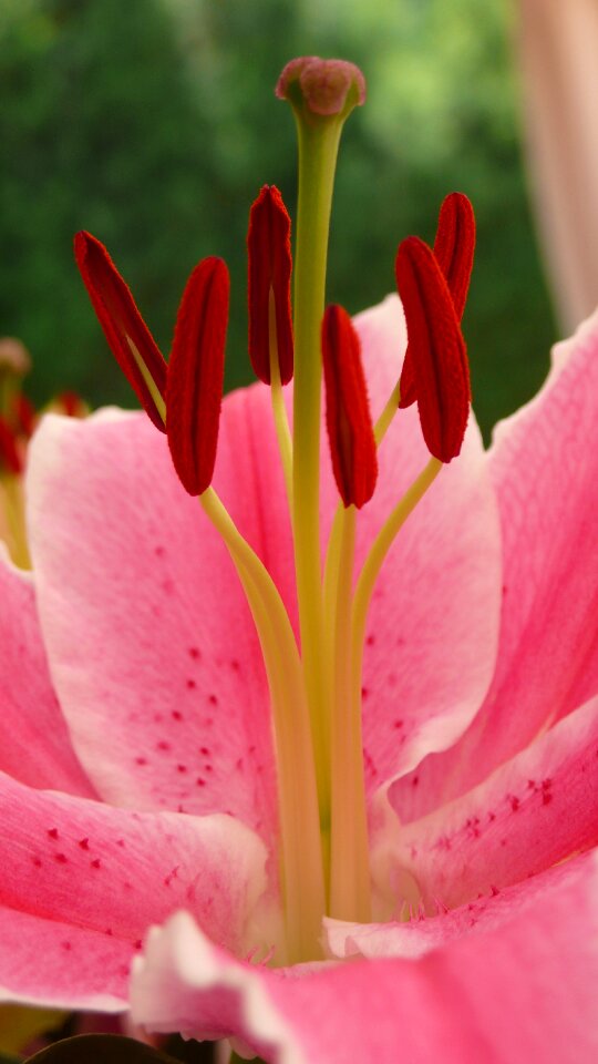 Pink plant nature