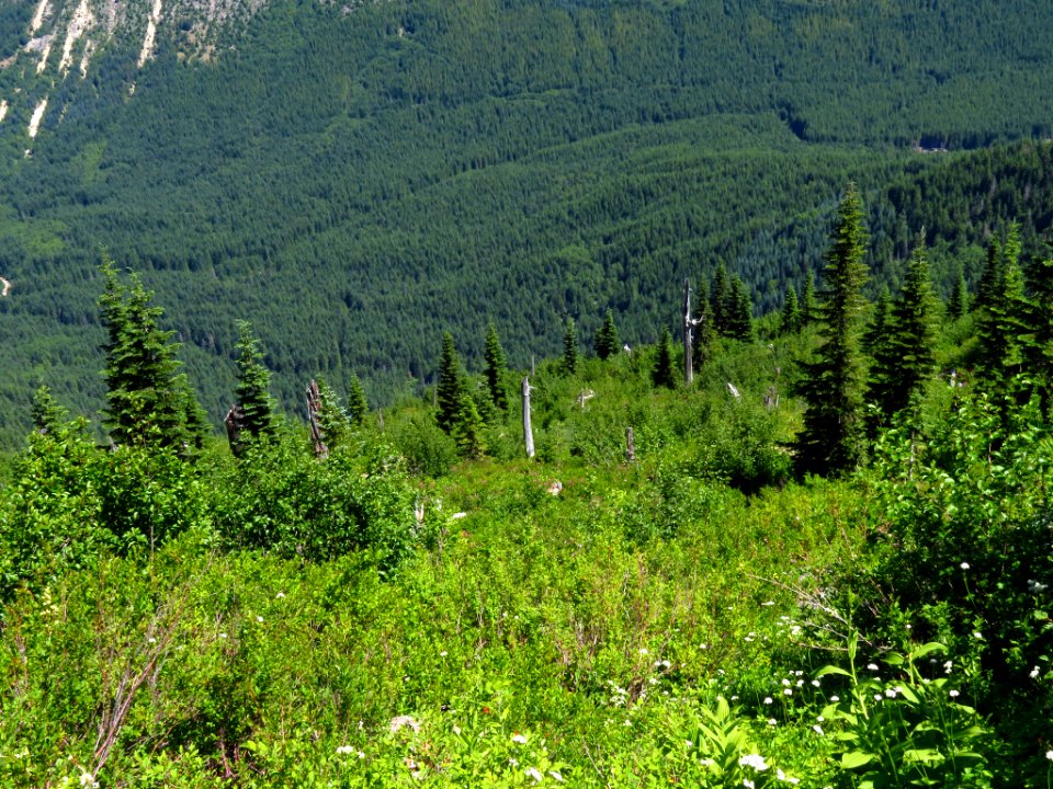 Lakes Trail at Mt. Margaret Backcountry in WA