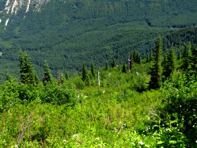 Lakes Trail at Mt. Margaret Backcountry in WA