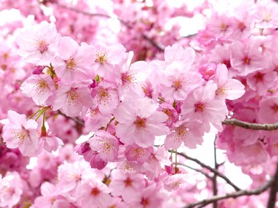 Spring tree pink photo