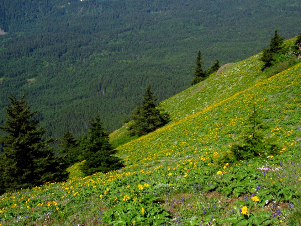 Wildflowers on Dog Mountain Trail in WA