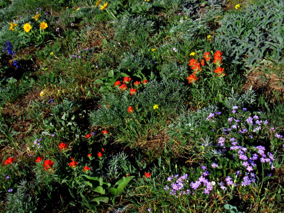 Wildflowers on Dog Mountain Trail in WA
