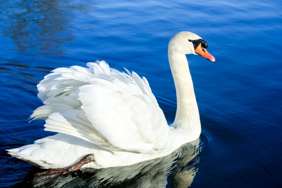 Pond swim beautiful