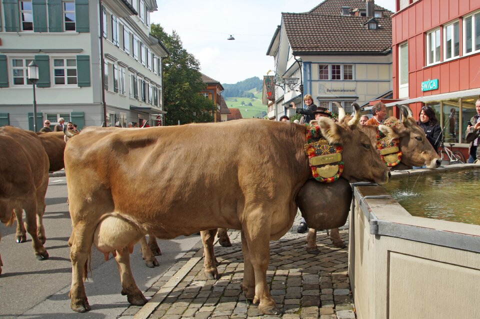 Cows tradition animals