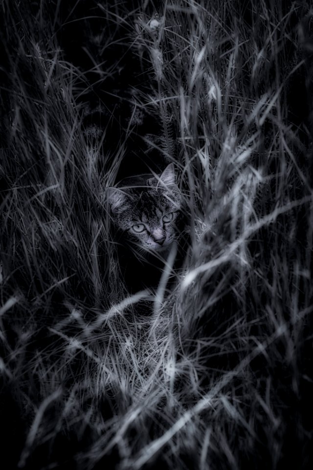 A Cat Named Jules