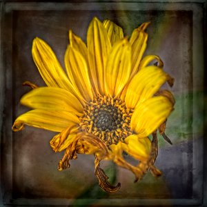 Tournesol (Étude I)