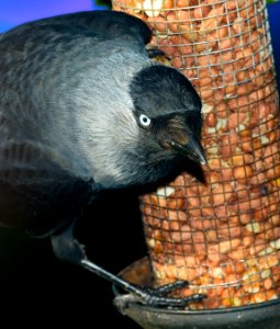 Jackdaw(Corvus monedula) photo