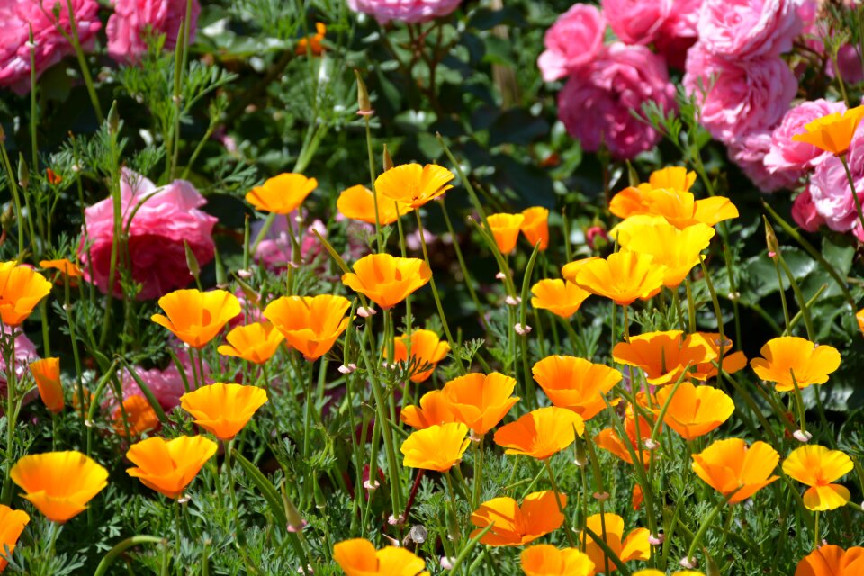 Flower garden orange blossom california poppy