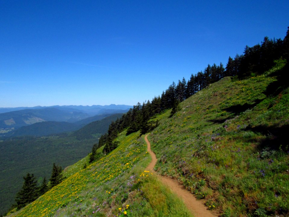 Wildflowers on Dog Mountain Trail in WA