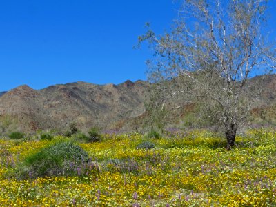 Cottonwood Spring with Wildflowers at Joshua Tree NP in CA photo