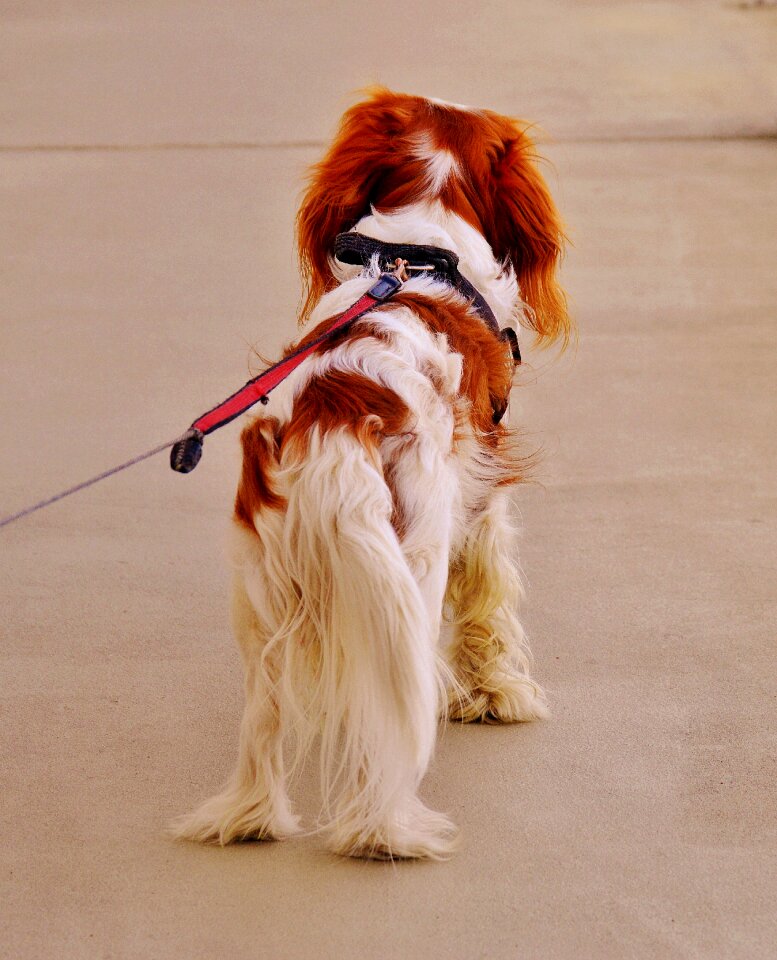 Cavalier king charles spaniel funny pet