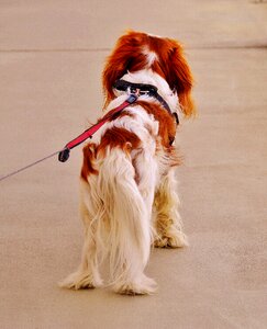 Cavalier king charles spaniel funny pet