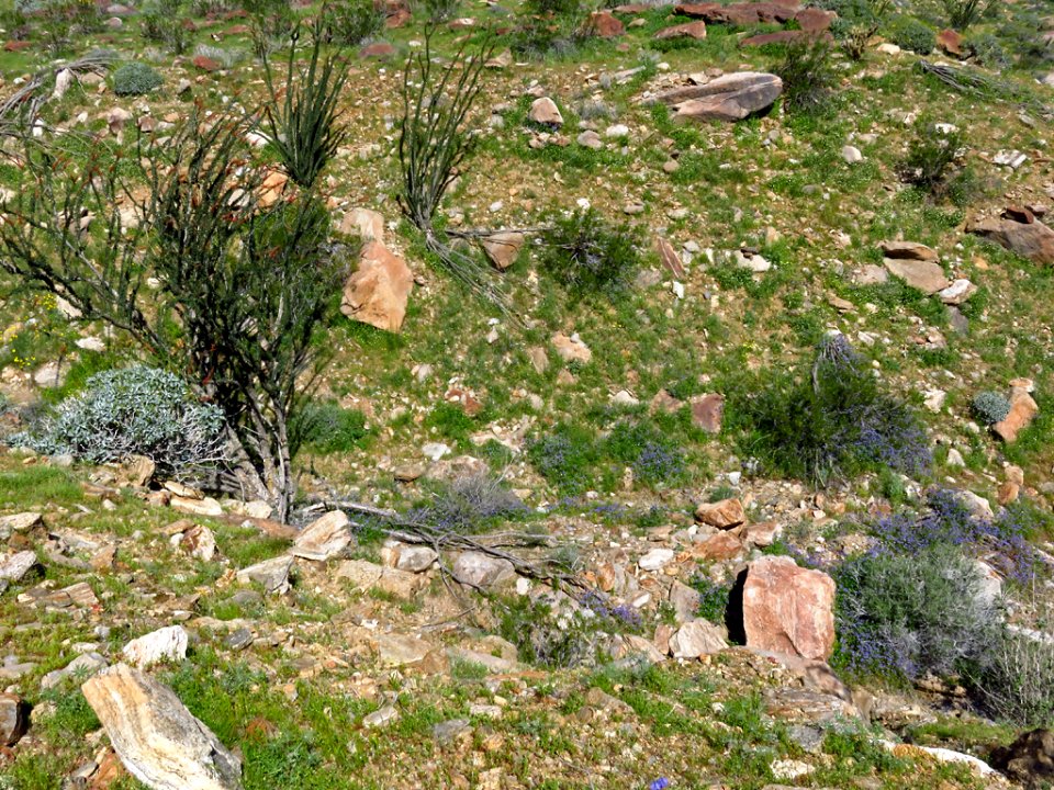 Anza-Borrego Desert SP in CA