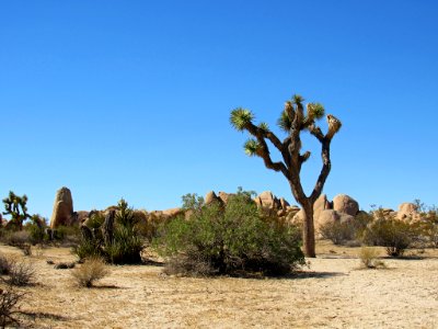 Joshua Tree NP in California
