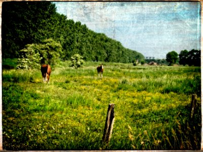 Meadow photo