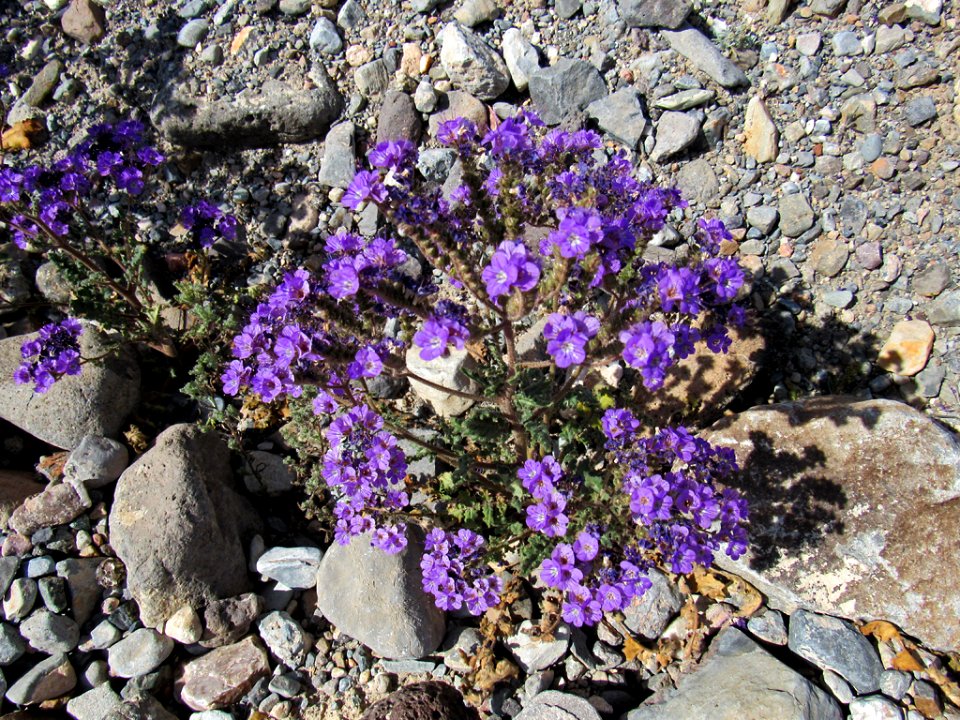 Wildflower Super Bloom at Death Valley NP in CA