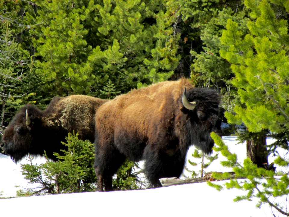 Yellowstone NP in WY