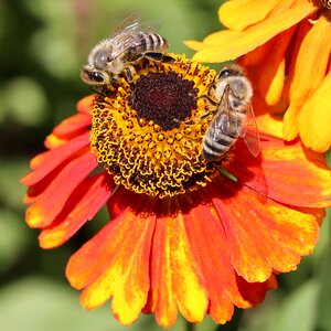 Collect pollen plant