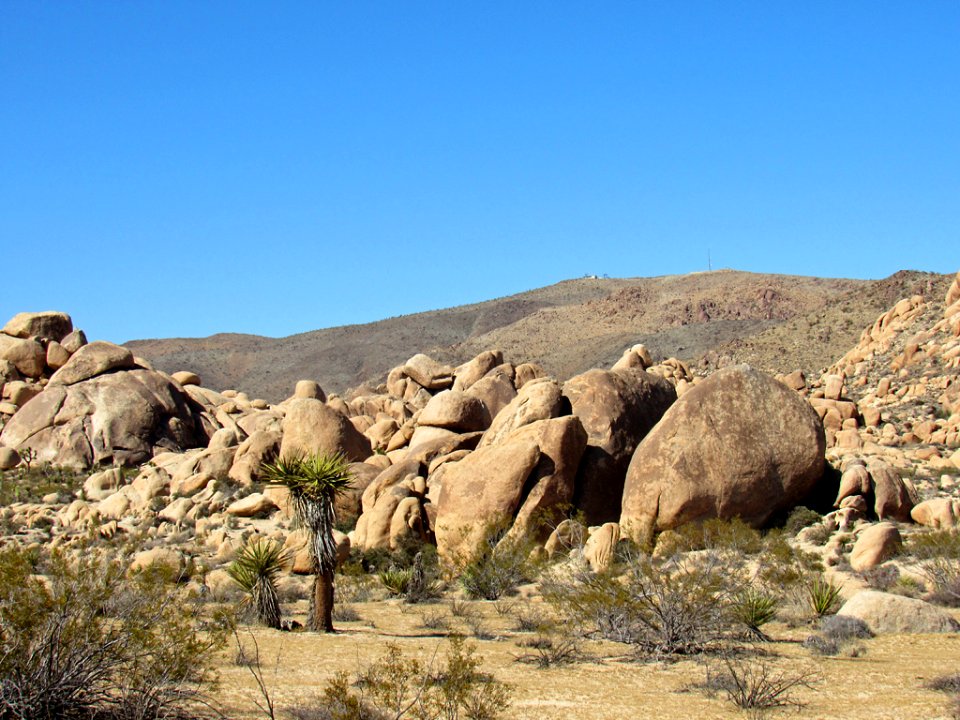 Joshua Tree NP in California