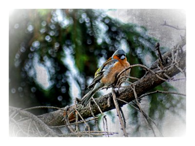 Finch