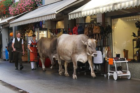 Cows tradition animals photo