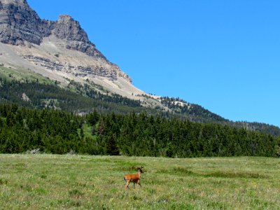 Deer at Glacier NP in Montana