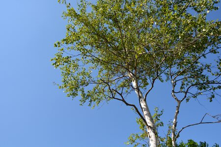 White birch wood blue sky photo
