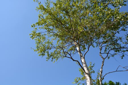 White birch wood blue sky
