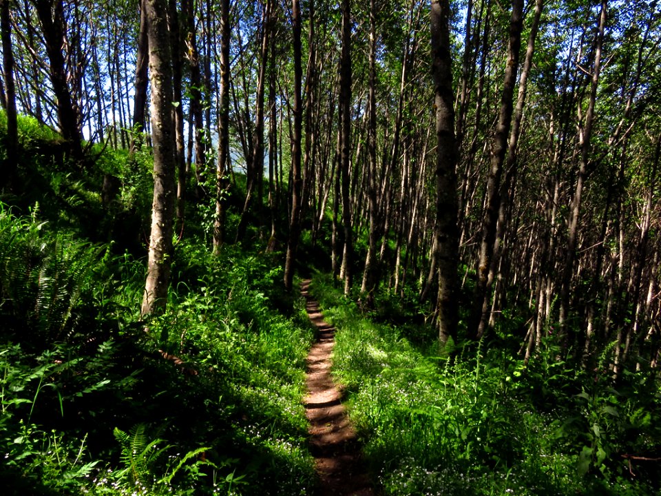 Coldwater Lake Trail at Mt. St. Helens NM in Washington