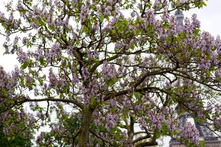 Blossom