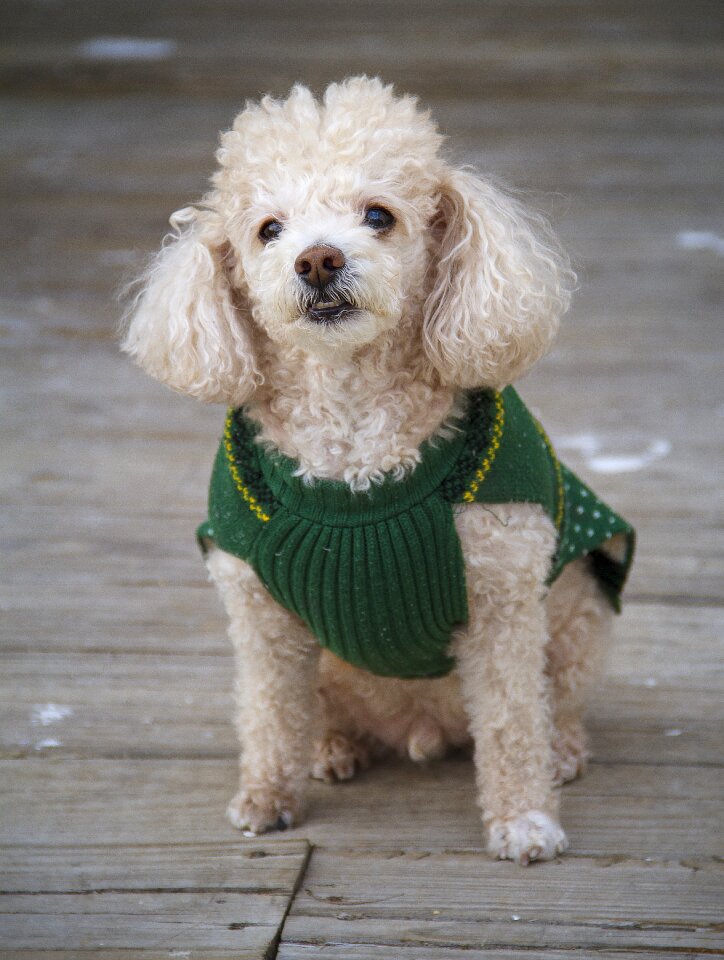 Animal pedigreed curly