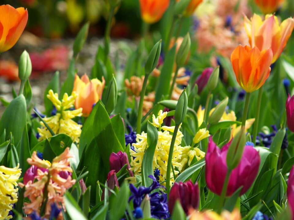 Nature floral blossom