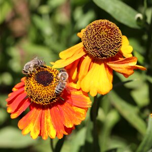 Collect pollen plant