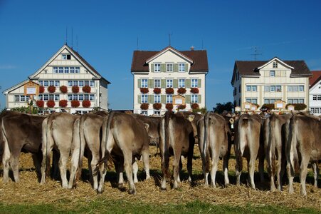 Customs appenzell cows
