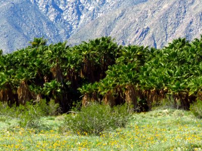 Henderson Canyon with Palms at Anza-Borrego Desert SP in CA photo