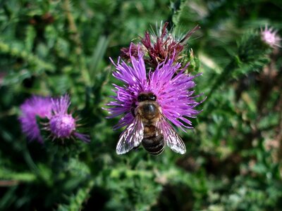 Thistle meadow nature photo