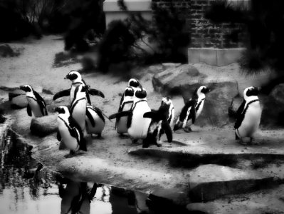 Penguins photo