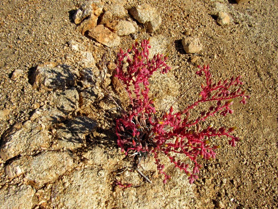 Wildflowers at Joshua Tree NP in California