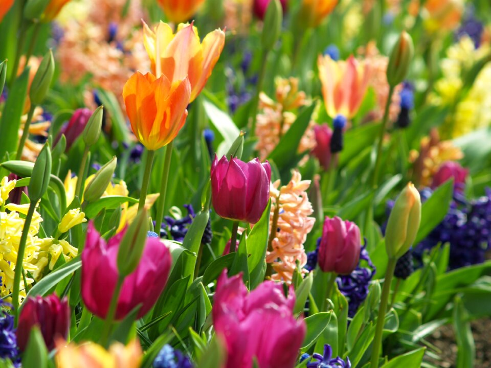 Nature floral blossom