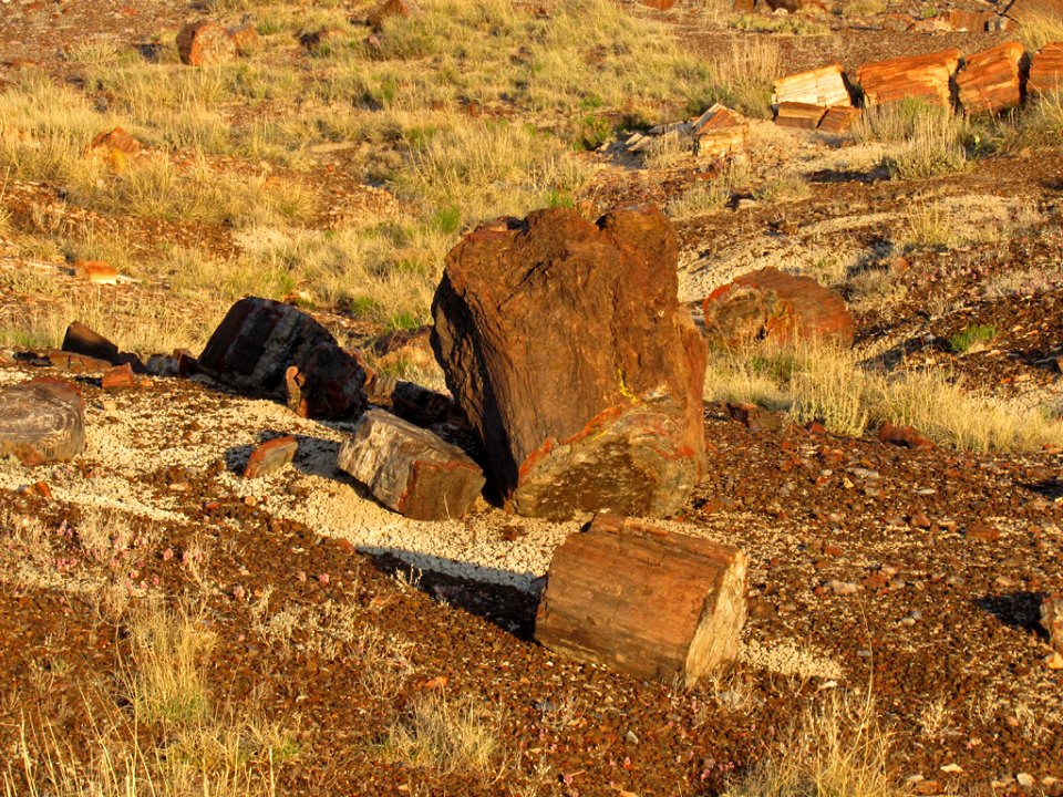 Crystal Forest at Petrified Forest NP in Arizona