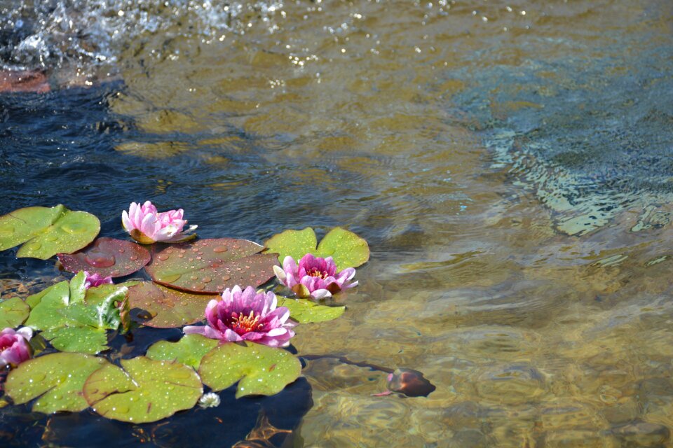 Lotus lotus flower Free photos