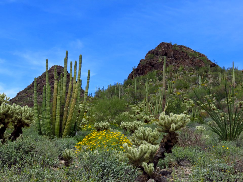 Organ Pipe Cactus NM in AZ