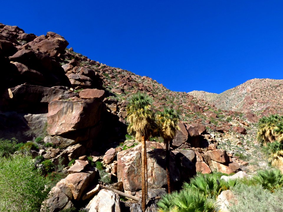 Palm Oasis at Anza-Borrego Desert SP