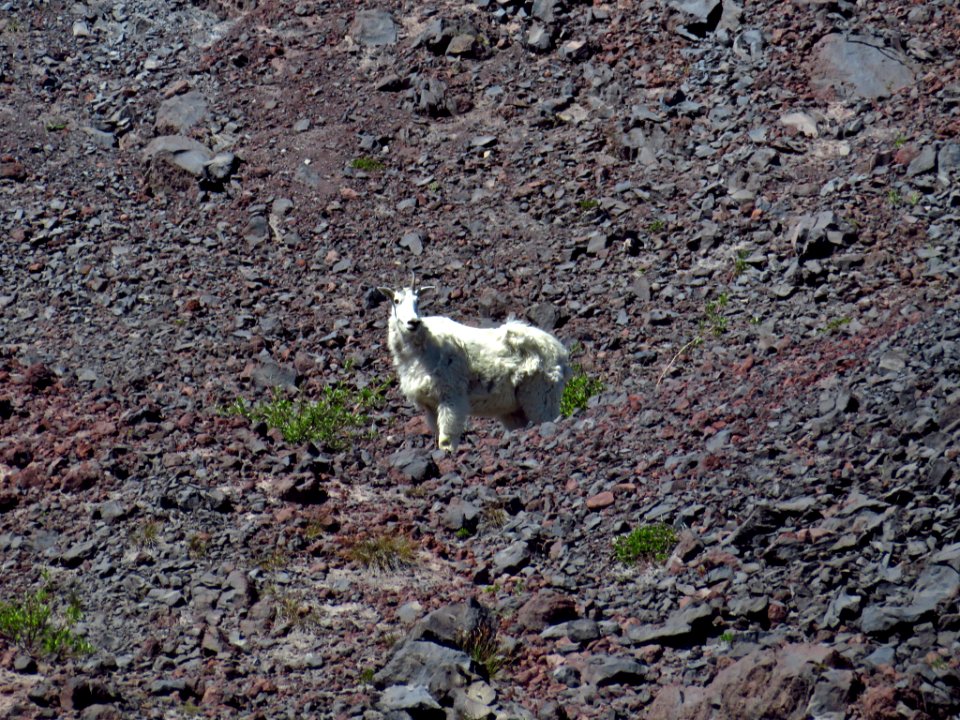 Mountain Goats at Mt. St. Helens NM in WA