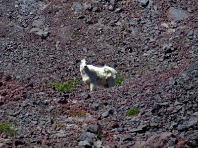 Mountain Goats at Mt. St. Helens NM in WA photo