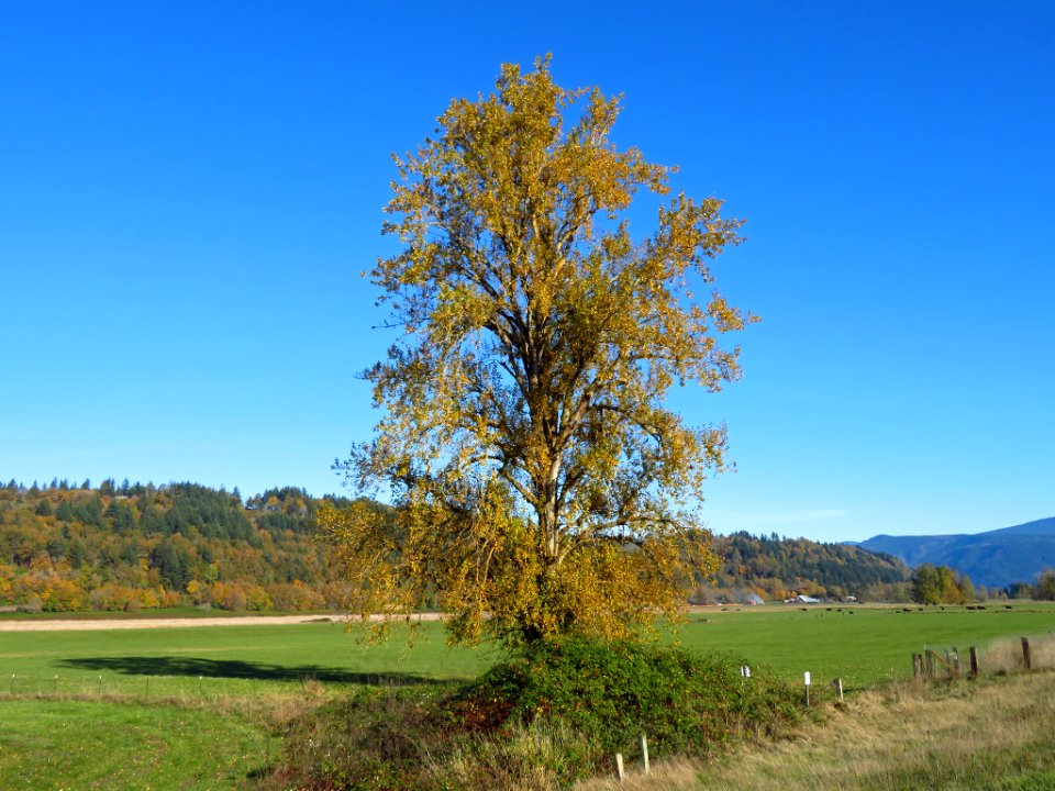 Autumn at Steigerwald Lake NWR in WA