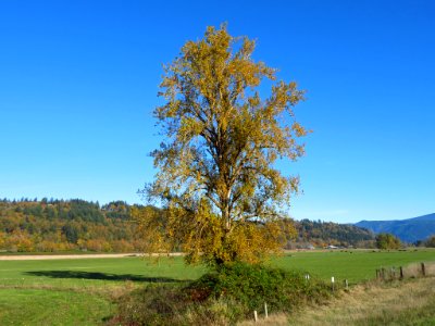 Autumn at Steigerwald Lake NWR in WA