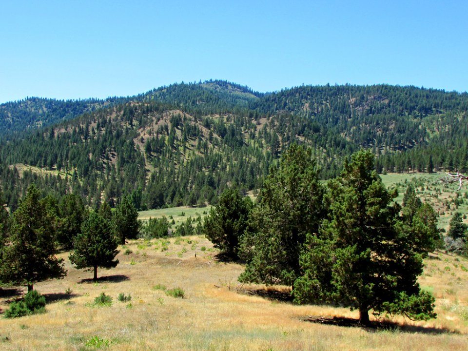 Landscape in Central OR