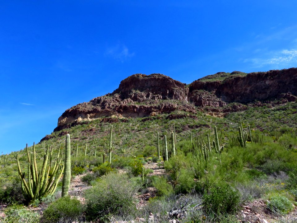 Organ Pipe Cactus NM in AZ